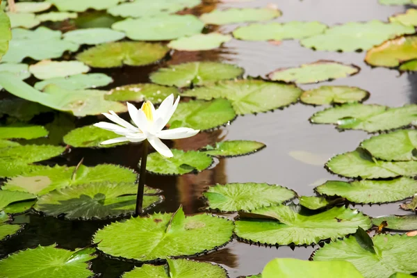 Lotus blanc dans l'eau — Photo