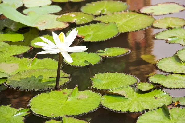 Lotus blanc dans l'eau — Photo