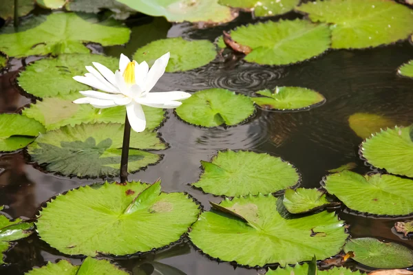 White lotus in the water — Stock Photo, Image