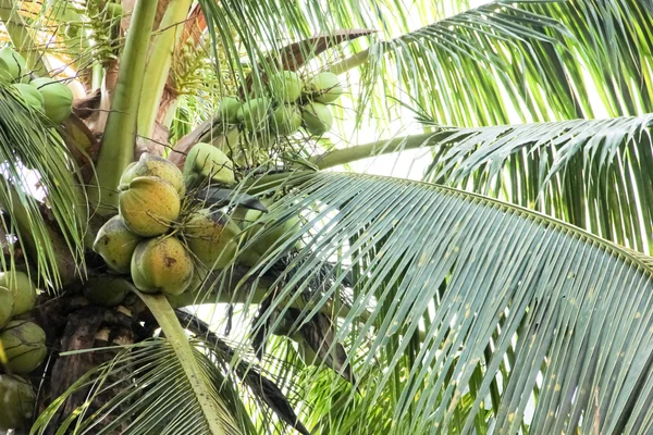 Green coconut — Stock Photo, Image