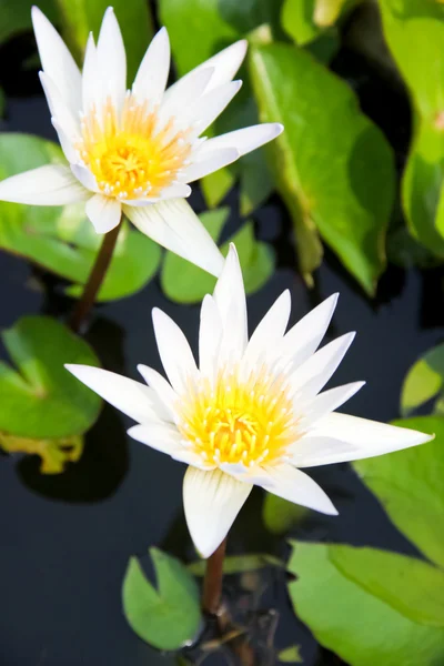Su beyaz lotus — Stok fotoğraf
