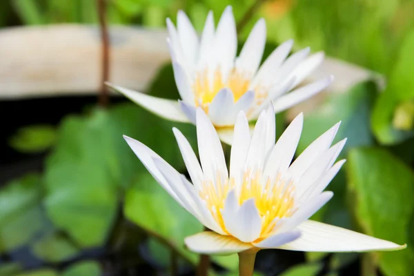 White lotus in the water — Stock Photo, Image