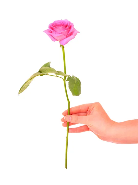 Uma rosa para ti! — Fotografia de Stock