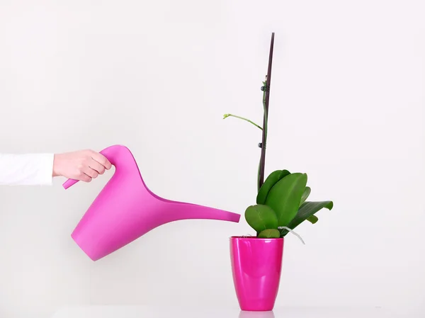 stock image Watering flowers