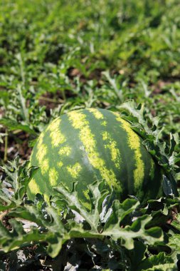 Natural watermelon clipart