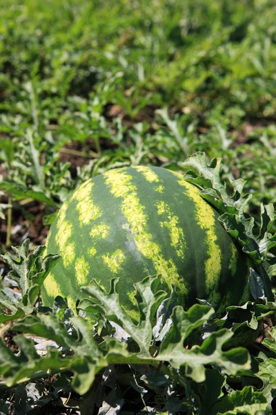 stock image Natural watermelon