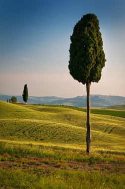 Tuscan perspective clipart