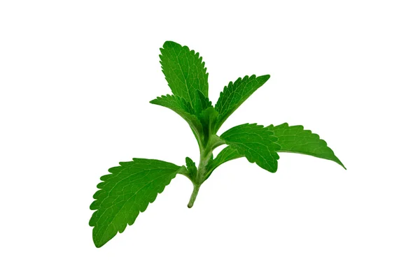 Stevia rebaudiana — Fotografia de Stock