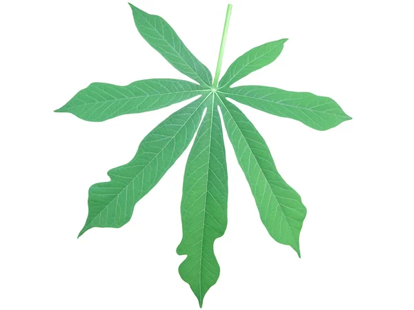 Einzelnes Maniokblatt (manihot esculenta) - maniok-blatt — Stockfoto