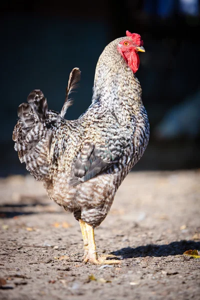 얼룩 덜 룩 한 닭 — 스톡 사진