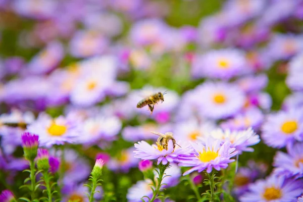 stock image Bees on flowers