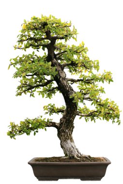 Japanese Evergreen Bonsai at Isolated clipart