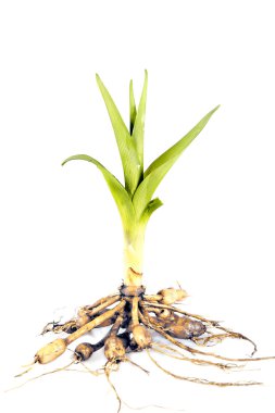 Green plant root details clipart