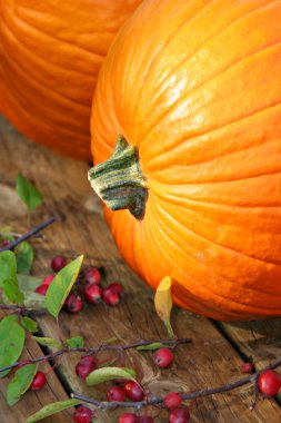 Pumpkin Close-up clipart