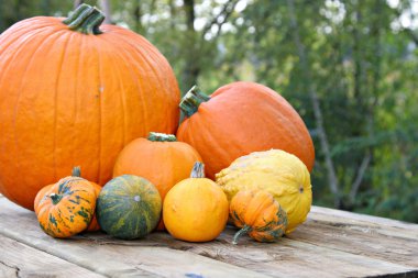 Pumkins under Afternoon Sunlight clipart