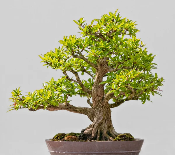 Japanese Evergreen Bonsai on Display — Stock Photo, Image