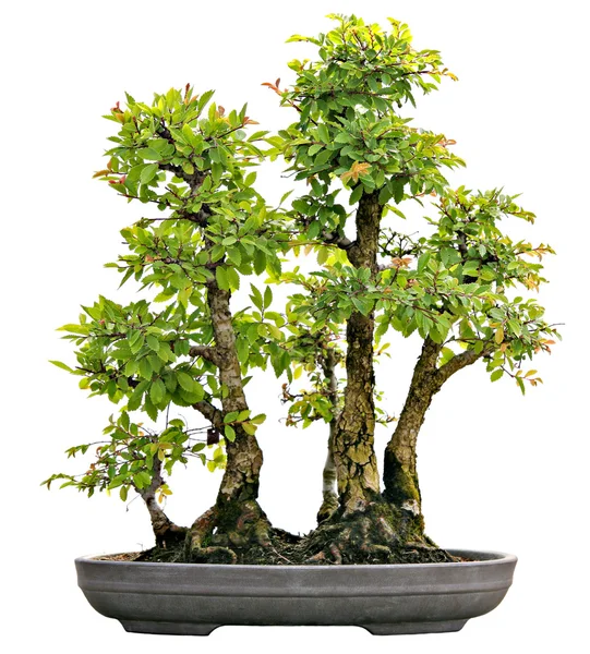 Japanse groenblijvende bonsai tentoongesteld geïsoleerd — Stockfoto