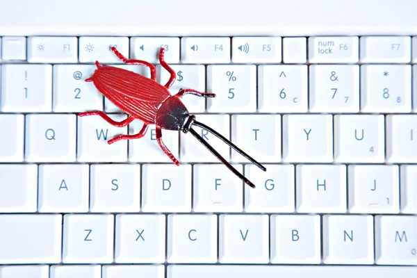 Bug sulla tastiera del computer — Foto Stock