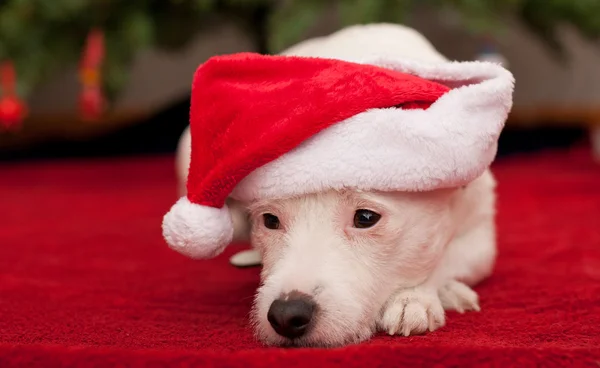 Petit chien mignon avec chapeau de Noël — Photo