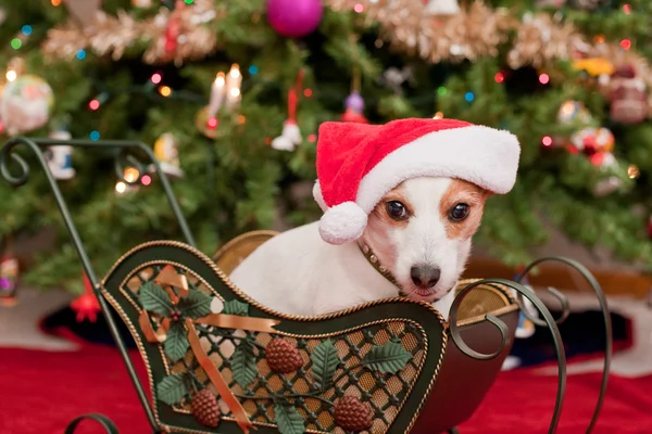 stock image Cute Little Dog with Christmas Hat