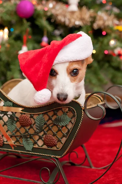 stock image Cute Little Dog with Christmas Hat