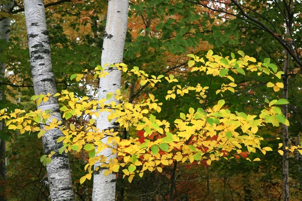 Birch árvore ramo Closeup — Fotografia de Stock