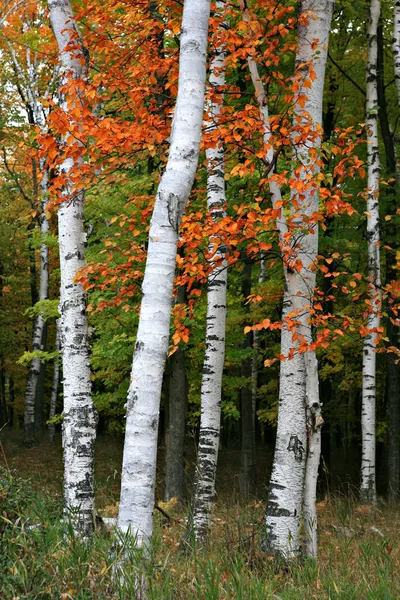 Árvore de bétula de Aspen colorido — Fotografia de Stock