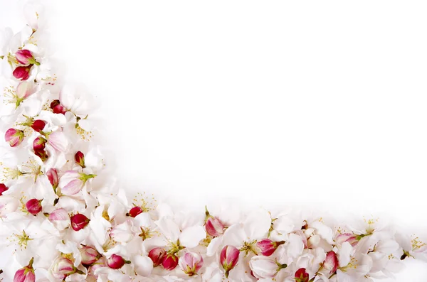Izole kiraz çiçeği kenarlık — Stok fotoğraf