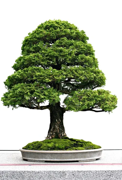 Giapponese bonsai a display — Foto Stock