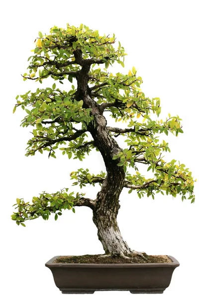 Japońskich zimozielonych bonsai na na białym tle — Zdjęcie stockowe