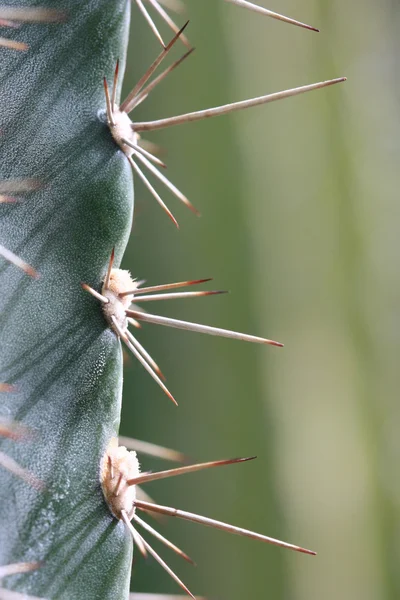 stock image Cactus Spikes Closeup