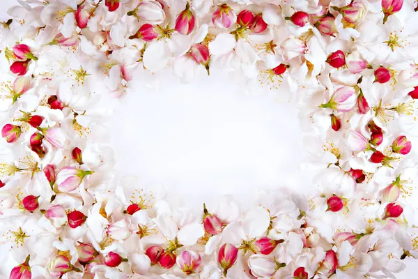 桜の花びらフレーム — ストック写真