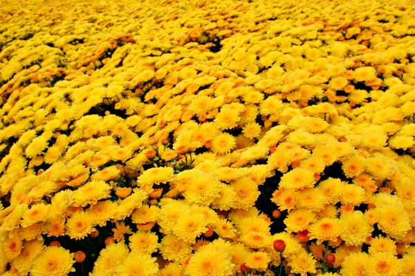 Podzimní květinová pole — Stock fotografie