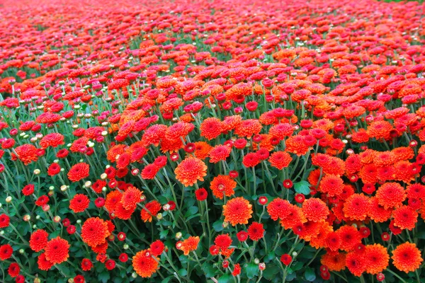 Herfst bloem veld — Stockfoto