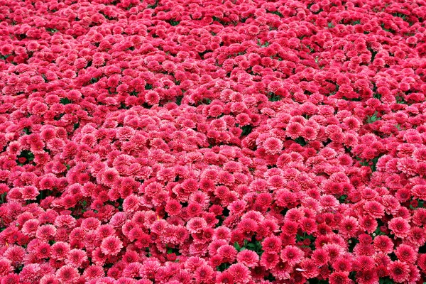 Campo de flores vermelhas — Fotografia de Stock
