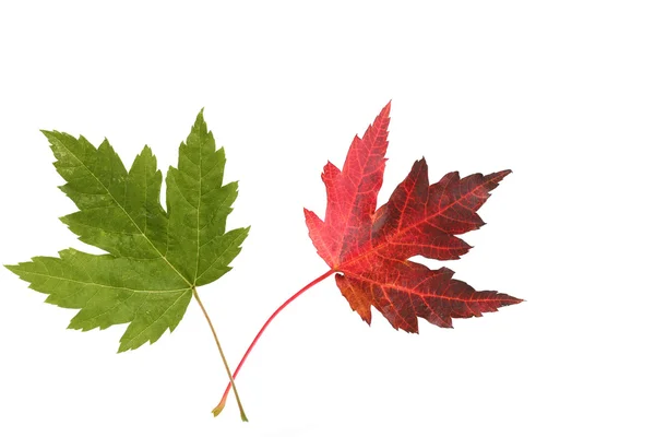 Two Maple Leaves — Stock Photo, Image