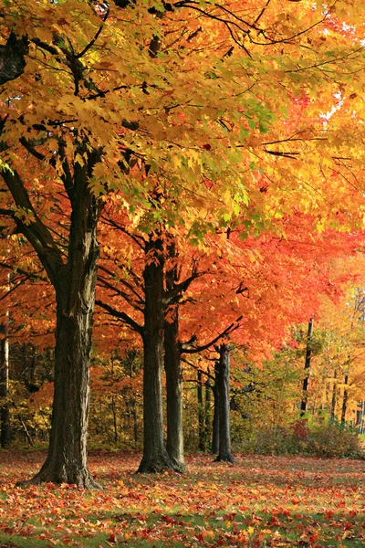 多彩的秋天场景 — 图库照片