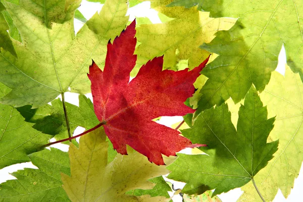 Indietro Lit Maple Tree Leaves — Foto Stock