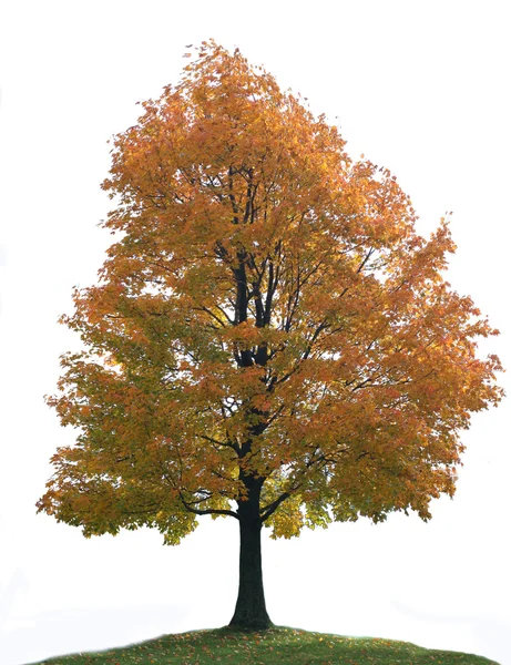 Izole büyük yalnız Akça ağaç — Stok fotoğraf