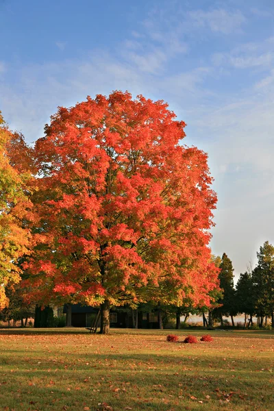 Drzewo duży klon kolorowy pod błękitne niebo — Zdjęcie stockowe