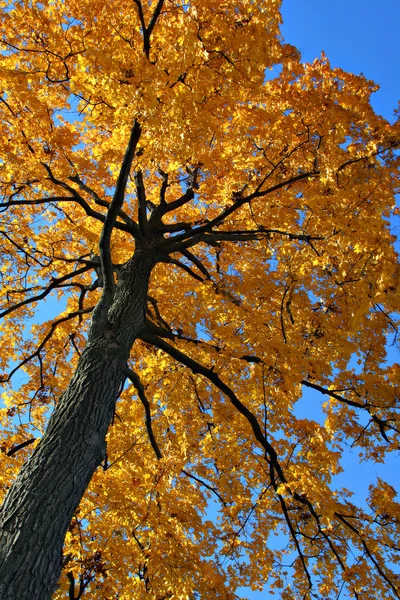 Bakgrundsbelyst hösten ek träd — Stockfoto