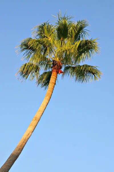 stock image Single palm tree unde afternoon sunlight