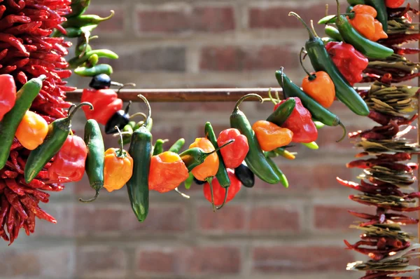 stock image String of Hot Peppers