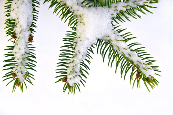 Kar kaplı çam ağacı dalı — Stok fotoğraf