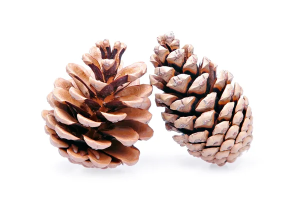 Two isolated pinecones — Stock Photo, Image