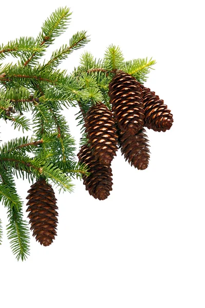 Pine likdoorns op tak geïsoleerd — Stockfoto