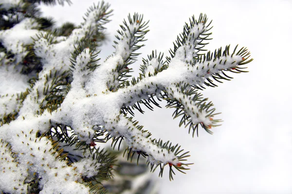 Rama de pino cubierto de nieve —  Fotos de Stock