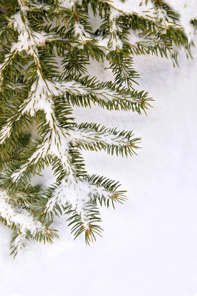 Snow Covered Pine Tree Branch — Stock Photo, Image