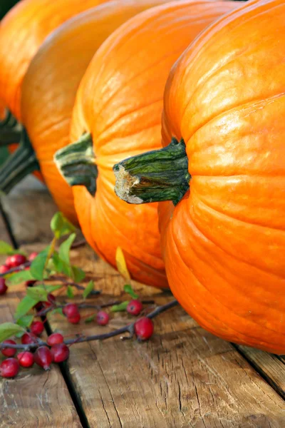 Row of big pumpkins — Stock Photo, Image