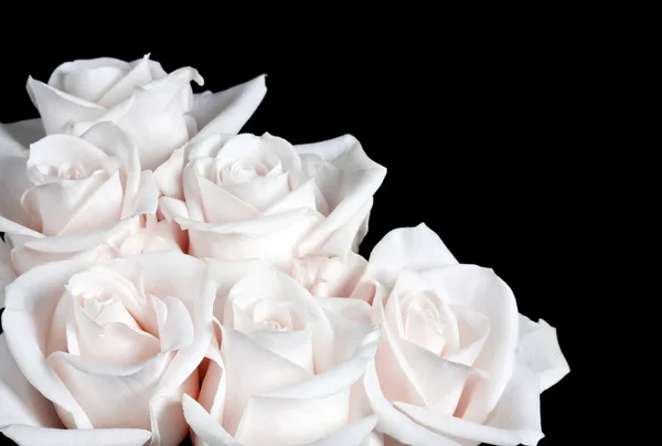 Bundle of white rose